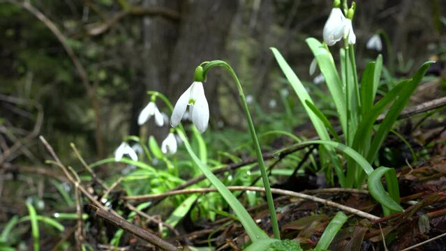 Snowdrop, Herald of Spring in natural ambient (Galanthus nivalis) - (4K)