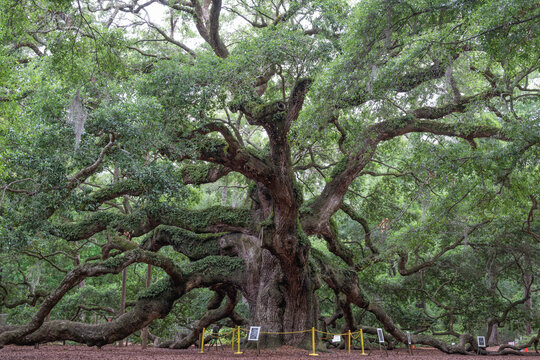 Angel Oak, a 400-500 year-old live oak tree on Johns Island, SC. 