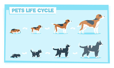 Pets life cycle flat vector illustration and elderly