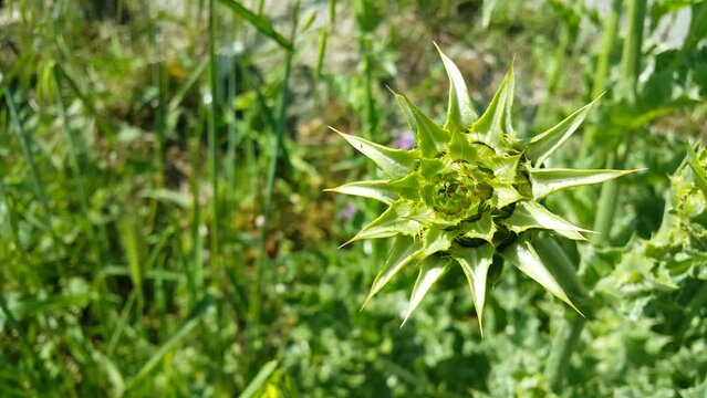 Video image of the thistle plant, a source of healing that has just opened in spring