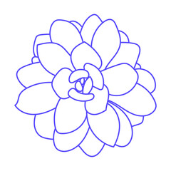 Succulent echeveria. Doodle vector very peri illustration. Drawing Flower for print. Outline sketch plant.