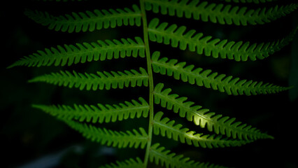 fern leaves © Kasia