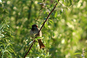 flowers and birds are natural lifes beatuy 