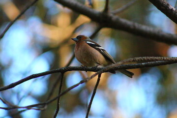 flowers and birds are natural lifes beatuy 