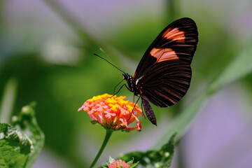 Beautiful butterfly (Heliconius melpomene) perched on a flower and its extended proboscis sipping nectar.