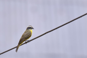 Social Flycatcher (Myiozetetes similis), perched on the dry branches of an old bush in the jungle.