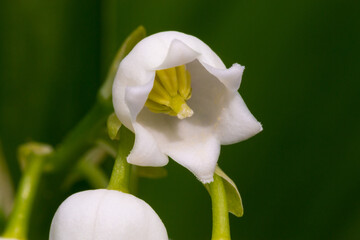 Blooming lily of the valley, white bells in close-up, spring time.