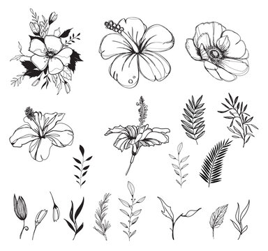 Hand drawn flower composition isolated flowers, line black anemone, hibiscus, palm leaf, branch