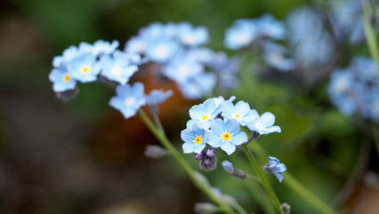 close small forget-me-not flowers in the garden. Spring. blue flowers. small flowers