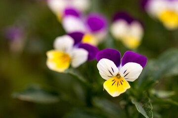 Miniature pansy, small flowers for rockery, close-up of the plant.