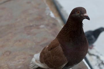 close up of a pigeon