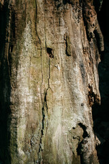 texture of bark wood use as natural background