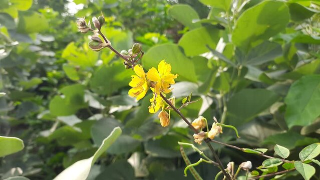 Senna occidentalis plant flower. Its other names septicweed, coffee senna, coffeeweed, Mogdad coffee, negro-coffee, senna coffee, Stephanie coffee flower, stinkingweed and styptic weed.
