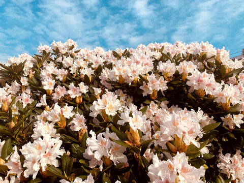 Blühender Rhododenron unter weißblauem Himmel