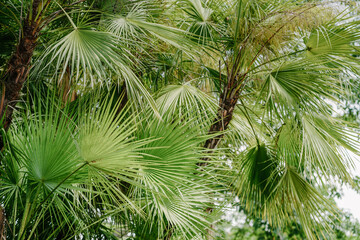 Acoelorrhaphe wrightii palm trees, Thailand 