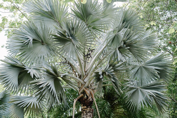 Bismarckia nobilis palm trees 