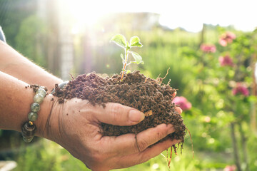 Closeup of hands holding soil and plant in a home garden