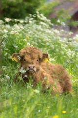 Scottish Highland Kalb auf Sommerweide in Thüringen