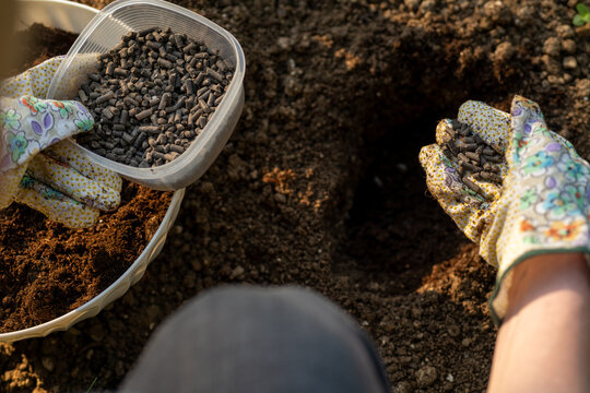 Eco friendly gardening. Woman preparing soil for planting, fertilizing with compressed chicken manure pellets. Organic soil fertiliser. Over the shoulder view.