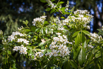 Fototapeta premium Mexican orange blossom in spring