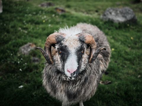un mouton shetland aux îles féroé