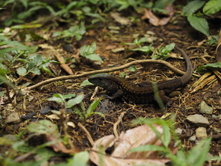 WILD LIZARD IN THE JUNGLE IN COSTA RICA