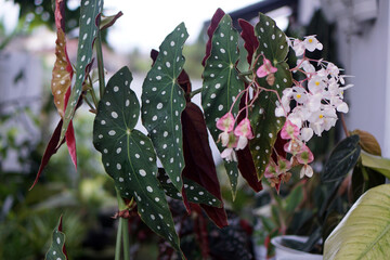 Polka dot begonias have unique silver spots on bright green leaves with red undersides.                      - obrazy, fototapety, plakaty