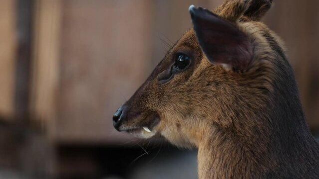 Reeves's Muntjac Headshot Looking Around In A Zoo Park. Close Up