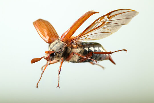 the May bug in flight