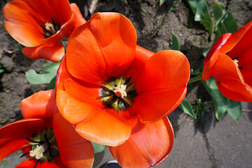 Fototapeta na wymiar Single red tulip in garden - top view