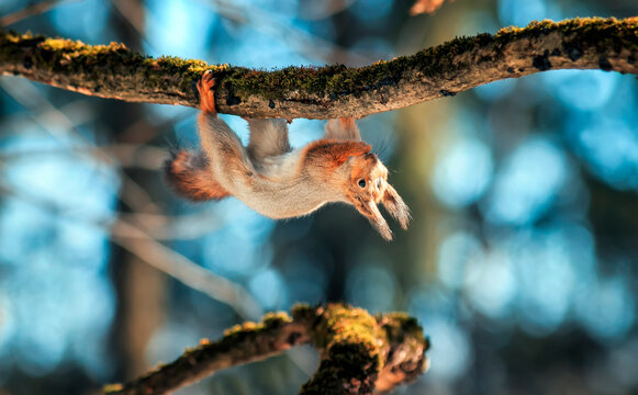 cute a fluffy squirrel is hanging on the trunk of a tree in the park up torma