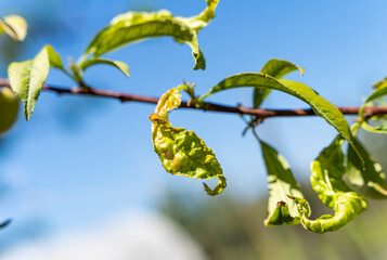 A peach leaf infected at an early stage by Taphrina deformans, a fungus and plant pathogen that causes peach leaf curl.