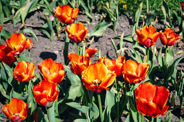 Fototapeta na wymiar Many orange tulip flowers in garden