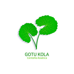 Centella Asiatica logo vector illustration. Gotu kola icon logotype template. Asiatic pennywort isolated on a white background. Green leaf for organic cosmetic, natural product, food, medicine design