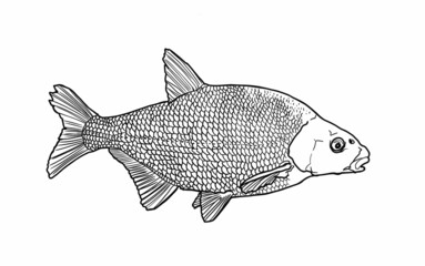 Bream fish sketch, side view realistic hand-drawn vector graphics, illustration of a river fish sketch, retro style, isolated on a white background. Freshwater fish. Fishing. Eco-friendly product.