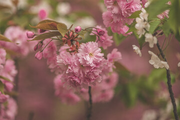 kwitnąca wiśnia japońska z gałązkami w pięknych kolorach - obrazy, fototapety, plakaty