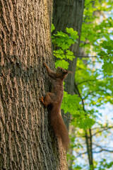 wiewiórka na drzewie w lesie