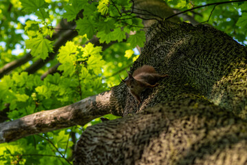 wiewiórka na drzewie w lesie - obrazy, fototapety, plakaty