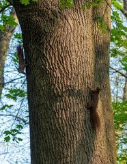 wiewiórka na drzewie w lesie - obrazy, fototapety, plakaty
