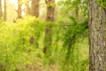 gałązka zielonego modrzewia w lesie - obrazy, fototapety, plakaty