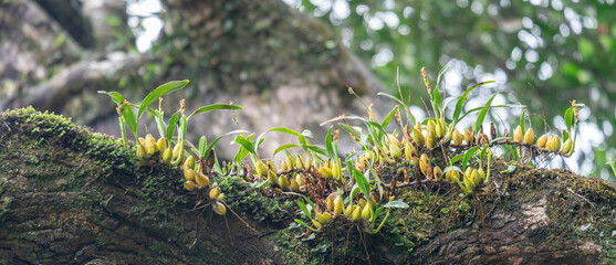 Wild orchid sapling growing on a tree in the middle of a big forest in Thailand, background image...
