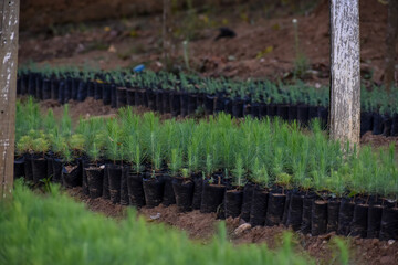 Plant pine nursery