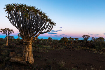 Large quiver tree in Quiver Tree forest after sunset