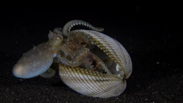 A Coconut Octopus - Amphioctopus marginatus lives in a shell and feeds on a crab and another octopus of the same species tries to steal a prey. Underwater night life of Tulamben, Bali, Indonesia.