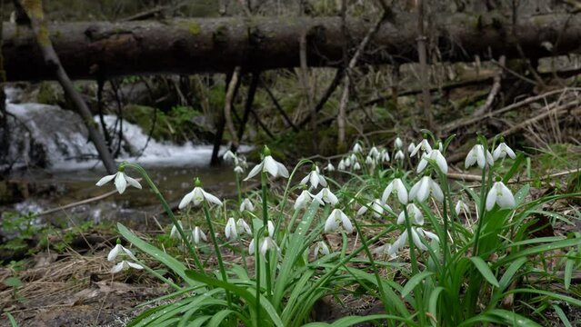 Snowdrop, Herald of Spring in natural ambient (Galanthus nivalis) - (4K)