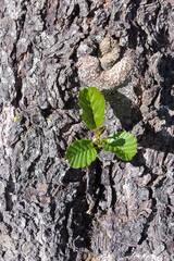 tree bark in tree bark green leaf