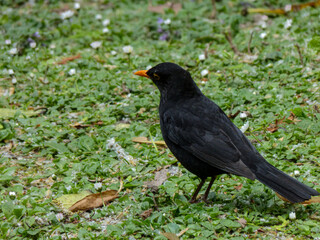Blackbird on a grass field