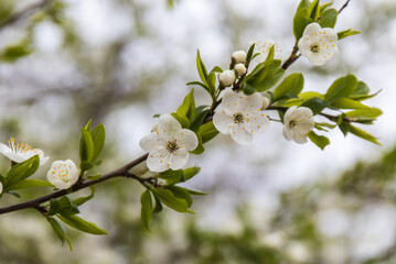 Cherry blossom branch in spring