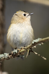 Goldcrest
