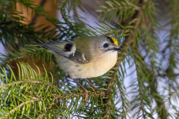 Goldcrest